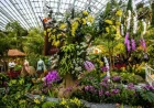 Festival Anggrek Indonesia Meriahkan Gardens by the Bay Singapura, Tampilkan 7.000 Anggrek hingga Instalasi Budaya Nusantara