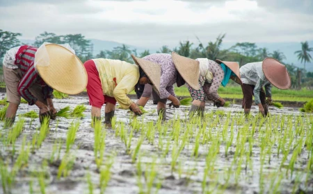 8 dari 11 Komoditas Pangan Strategis Capai Swasembada, Beras Surplus 3,66 Juta Ton
