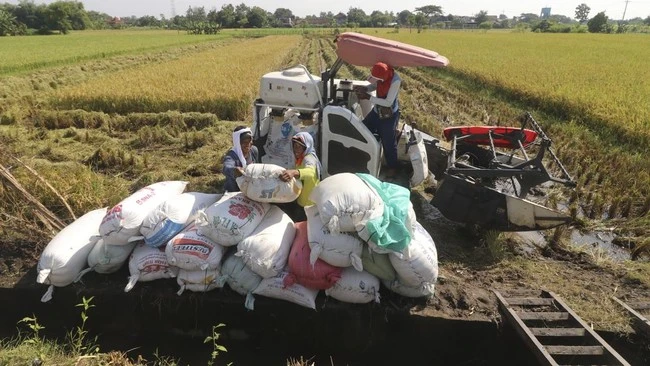 Zulhas Ungkap Biaya Produksi Beras Indonesia Tiga Kali Lipat Thailand dan Vietnam