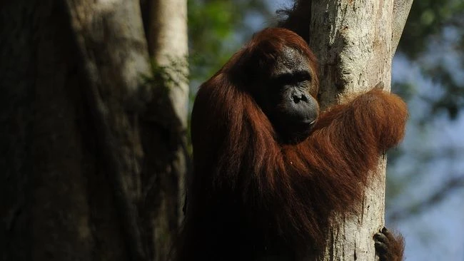 Karhutla Hanguskan 513 Hektare di Tanjung Puting, Habitat Orangutan Terancam