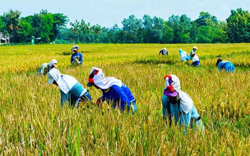 Bappenas: Optimalisasi Sektor Pertanian Bisa Dorong Pertumbuhan Ekonomi RI di Atas 10 Persen