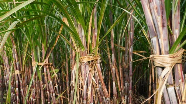 Zulhas Ungkap Pemerintah Akan Tambah Kebun Tebu untuk Penuhi Kebutuhan Bioetanol E20