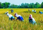 Bappenas: Optimalisasi Sektor Pertanian Bisa Dorong Pertumbuhan Ekonomi RI di Atas 10 Persen