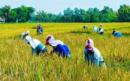 Bappenas: Optimalisasi Sektor Pertanian Bisa Dorong Pertumbuhan Ekonomi RI di Atas 10 Persen