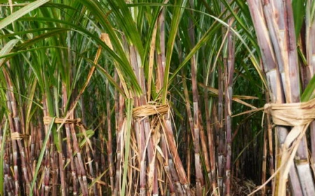 Zulhas Ungkap Pemerintah Akan Tambah Kebun Tebu untuk Penuhi Kebutuhan Bioetanol E20