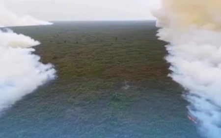 Relawan Pemadam Karhutla Tanjung Puting Mundur, Kemenhut Buka Suara