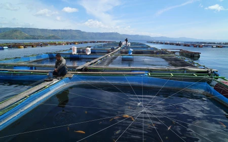 Bappenas Dorong Budidaya Ikan Nila Rendah Karbon untuk Tembus Pasar AS dan Kanada