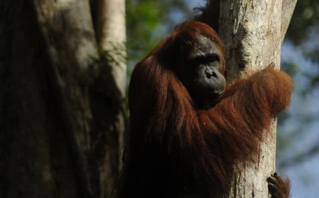 Karhutla Hanguskan 513 Hektare di Tanjung Puting, Habitat Orangutan Terancam
